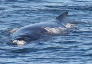 Whales