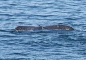 Whales
