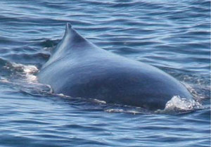 Whales