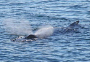 Whales