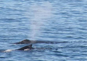 Whales
