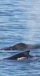 Whale Watching