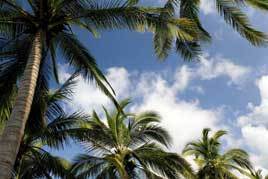 Palm tree