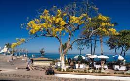 Primavera tree