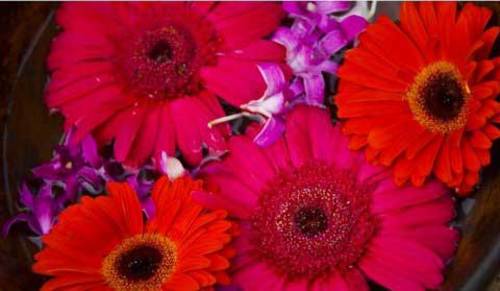 Villa Encanto Picture 24 - Kl---flowers-in-bowls
