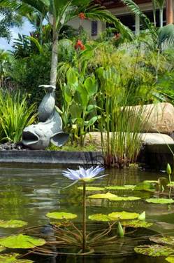 Villa Koi Picture 45 - Lush garden